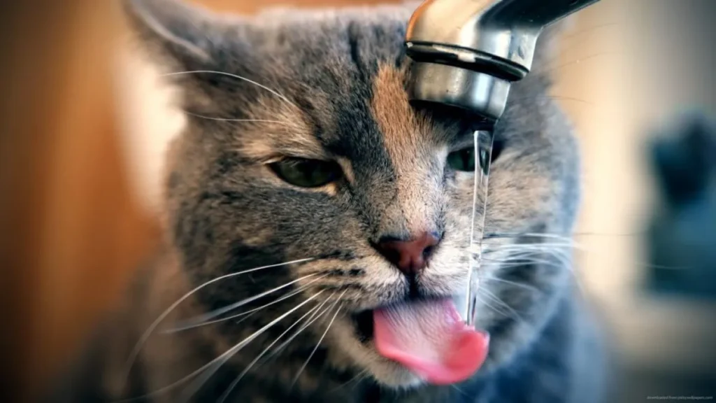 Golpe de calor en gatos