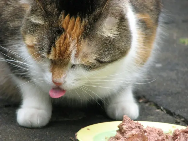 Comida humeda para el golpe de calor en gatos