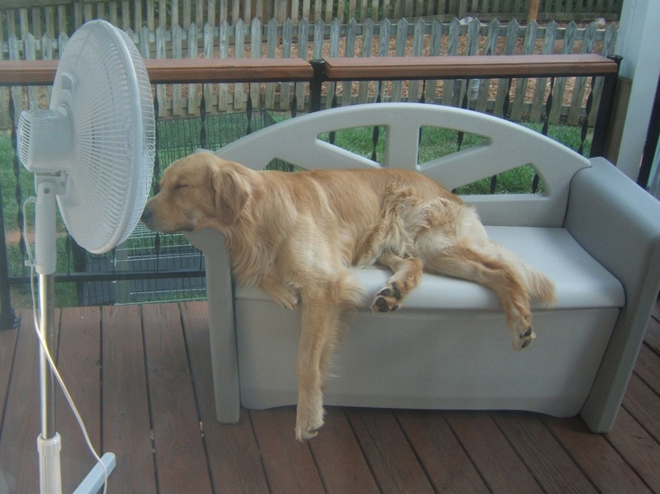 Como evitar golpes de calor en perros