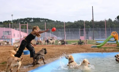 Cómo está cambiando el sector de las residencias caninas en Madrid