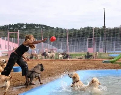 Cómo está cambiando el sector de las residencias caninas en Madrid