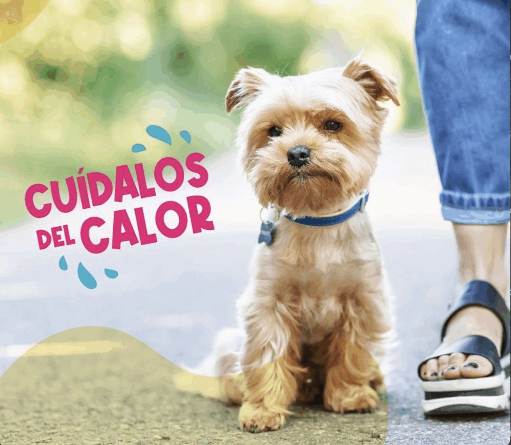 Eduacacion y concietizacion golpe de calor en perros