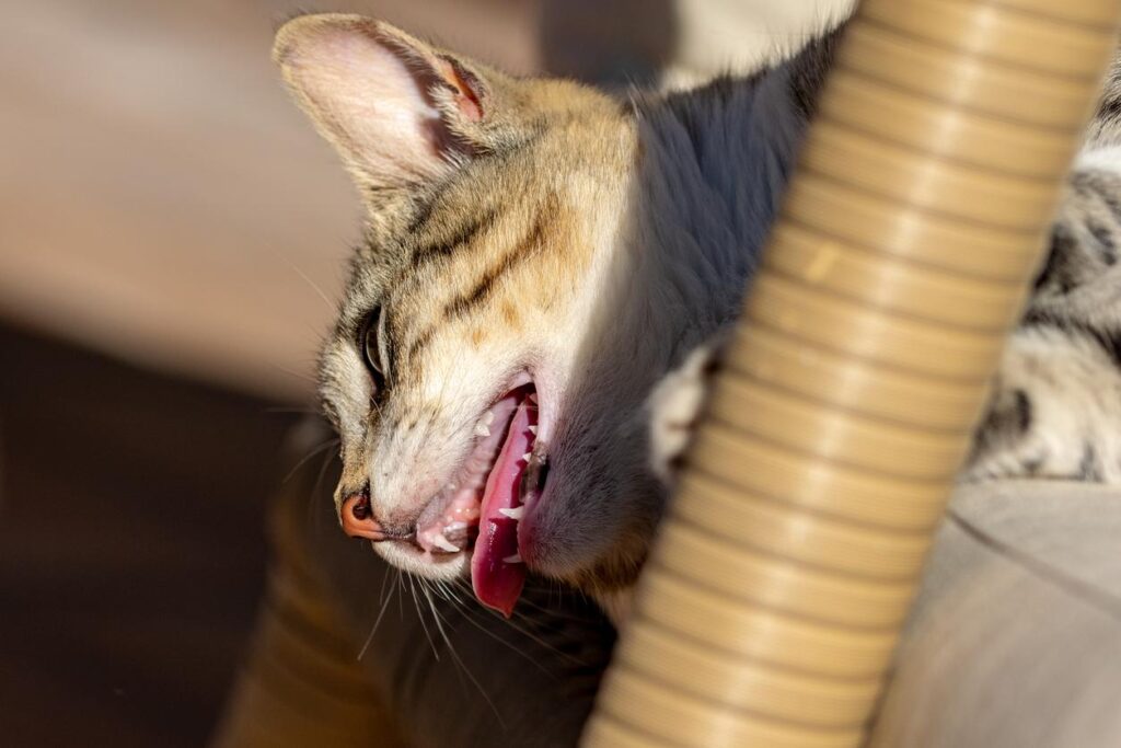 sintomas de golpe de calor en gatos