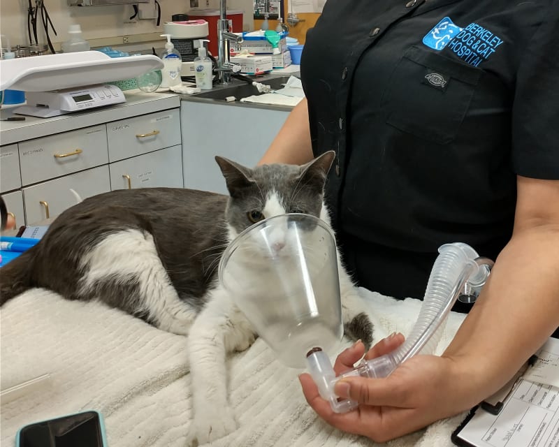 administracion de oxigeno por golpe de calor en gatos