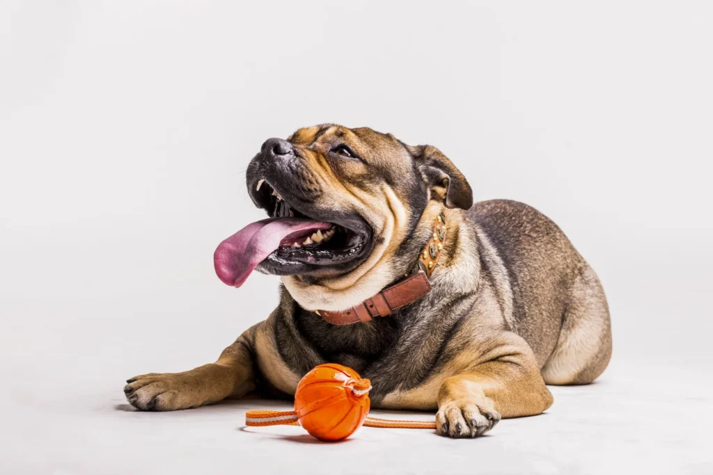Como evitar golpes de calor en perros