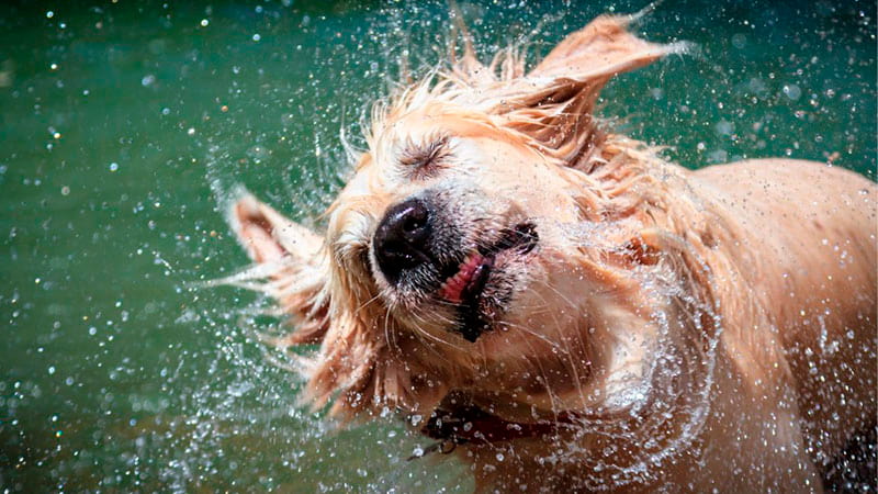Golpe de calor en mascotas
