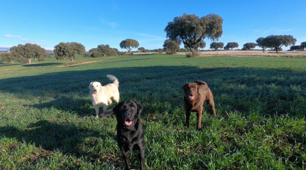 Residencia canina dog camp