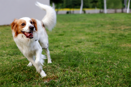 Actividades para perros al aire libre