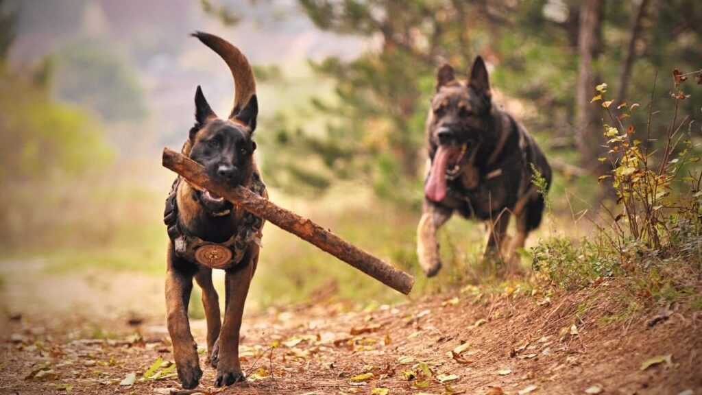 Ejercicio Canino impacto emocional