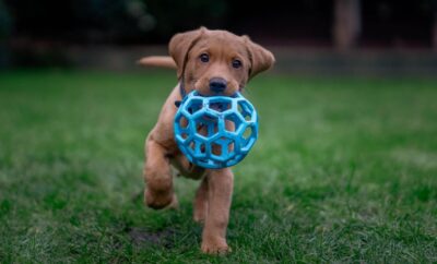 Ejercicios mentales para perros: juegos y rutinas que cambiarán su vida