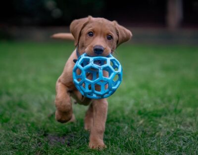 Ejercicios mentales para perros: juegos y rutinas que cambiarán su vida