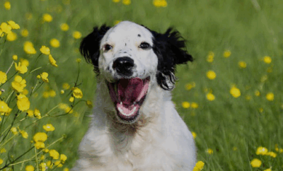 Casas rurales para perros en España: lo que nadie te cuenta antes de reservar