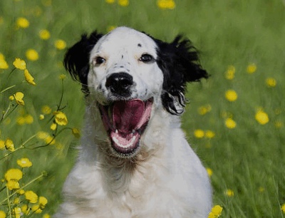 Casas rurales para perros en España: lo que nadie te cuenta antes de reservar