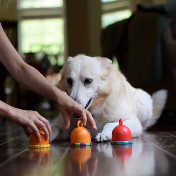Gimnasia para perros