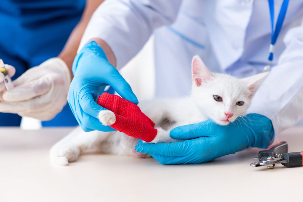 Seguro para gatos precio