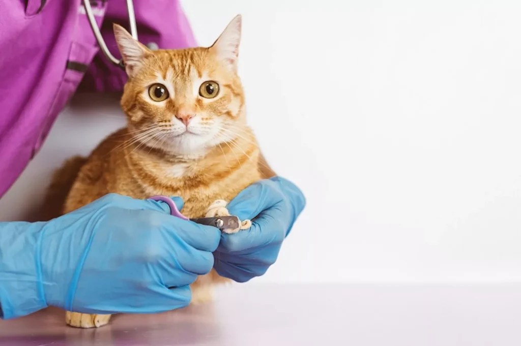 Beneficios de peluqueria para gatos