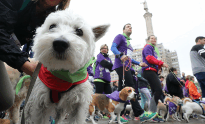 Perrotón Madrid: 5K de deporte, solidaridad y colitas felices 🐾 ¡No te lo puedes perder!