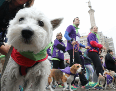 Perrotón Madrid: 5K de deporte, solidaridad y colitas felices 🐾 ¡No te lo puedes perder!