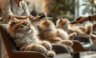Peluquería para gatos cerca de ti: qué tener en cuenta al elegir el mejor lugar