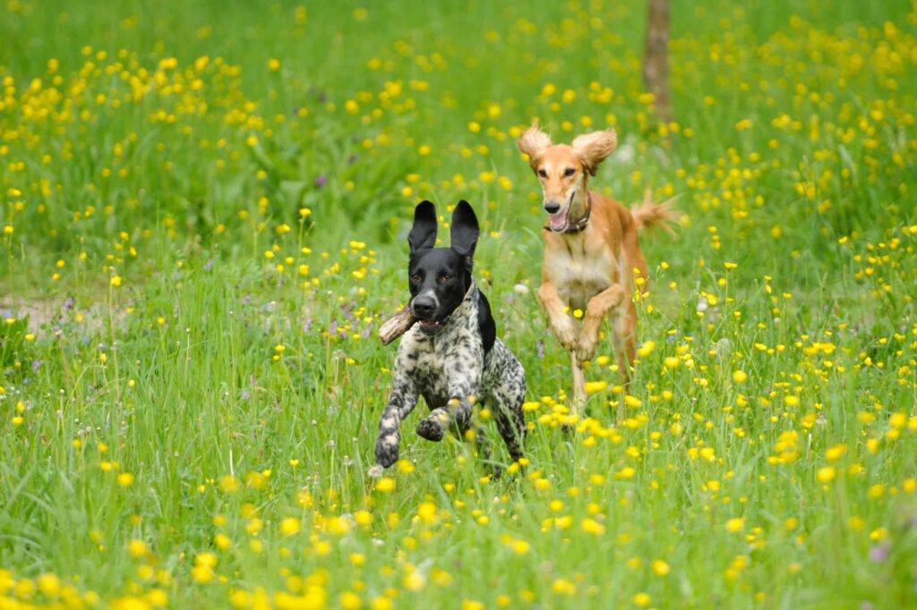 Casas rurales con perros
