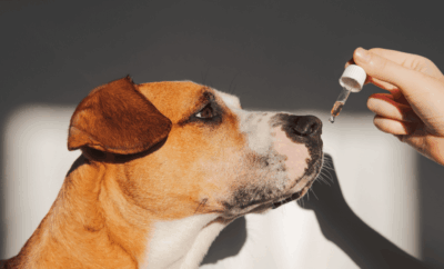 CBD en Perros en España: ¿Milagro o Peligro Oculto? Lo que debes saber YA