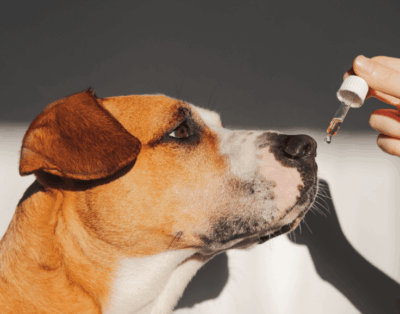 CBD en Perros en España: ¿Milagro o Peligro Oculto? Lo que debes saber YA