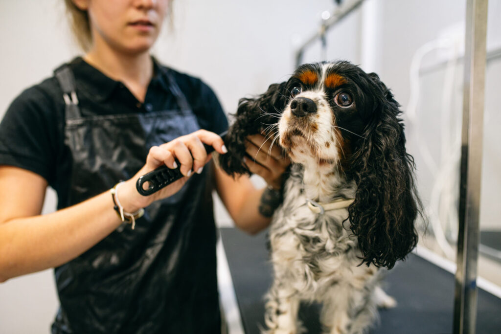 Peluqueria canina
