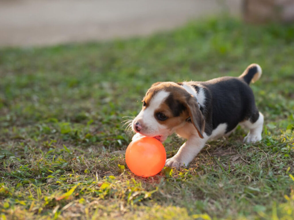 Juegos mentales para cachorros