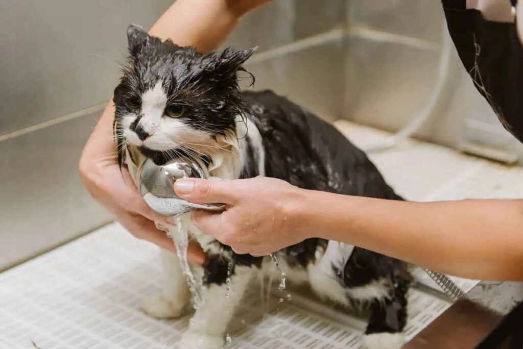 Peluqueria para gatos