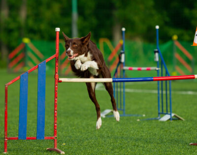 Ejercicios para perros: ideas prácticas para entrenar en casa y al aire libre