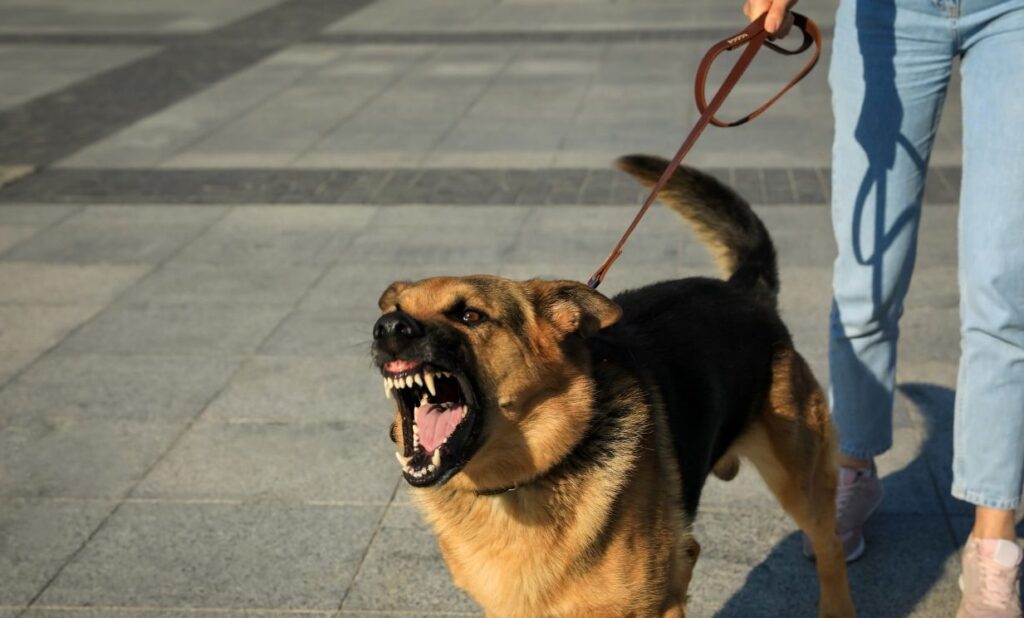 Entrenamiento canino para modificación de conducta