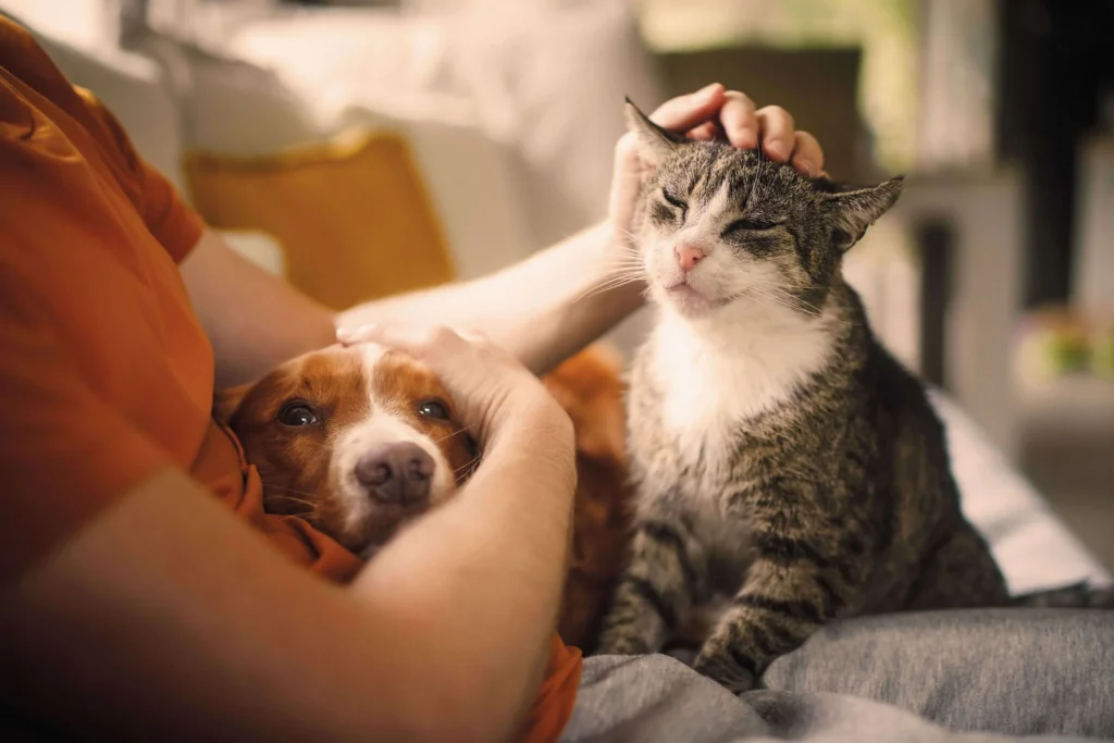 Seguro de salud para perros