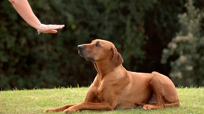 Adiestramiento básico canino