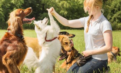 Entrenamiento Canino en Madrid: claves para una convivencia equilibrada