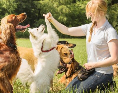 Entrenamiento Canino en Madrid: claves para una convivencia equilibrada