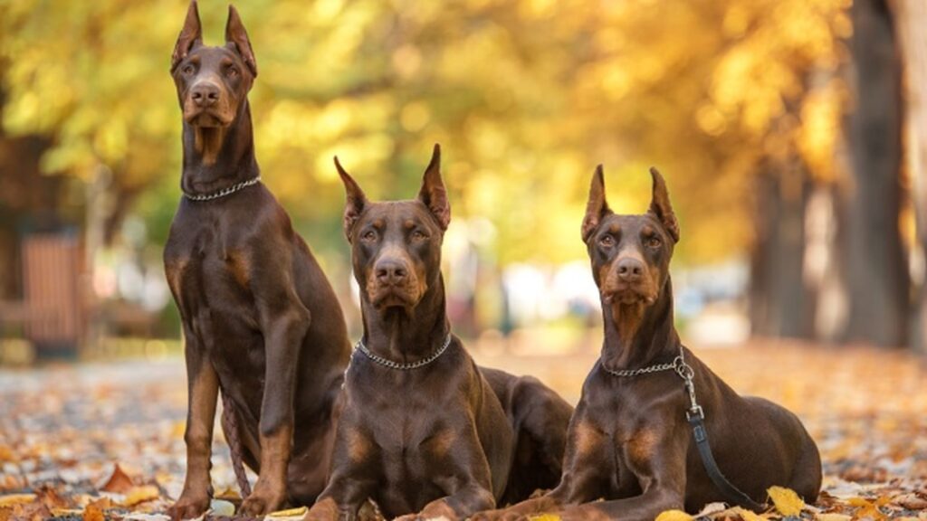 Perro doberman