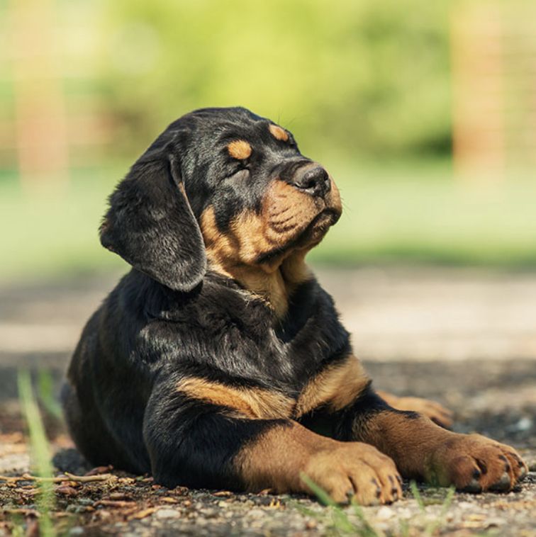 Cachorro Rottweiler