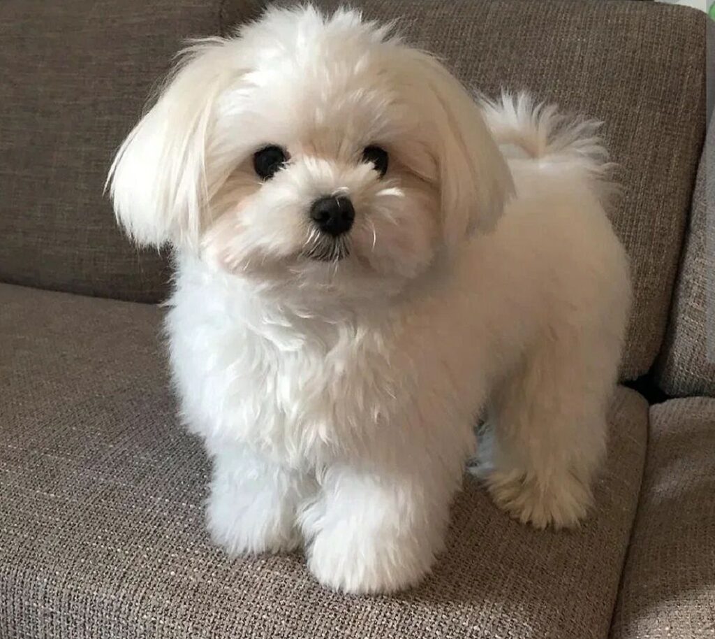 Raza de perros pequeña bichon maltes