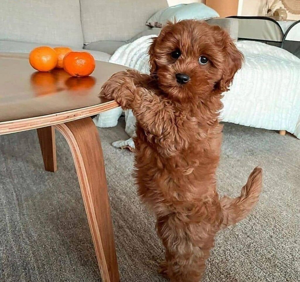 Raza de perros pequeña caniche toy