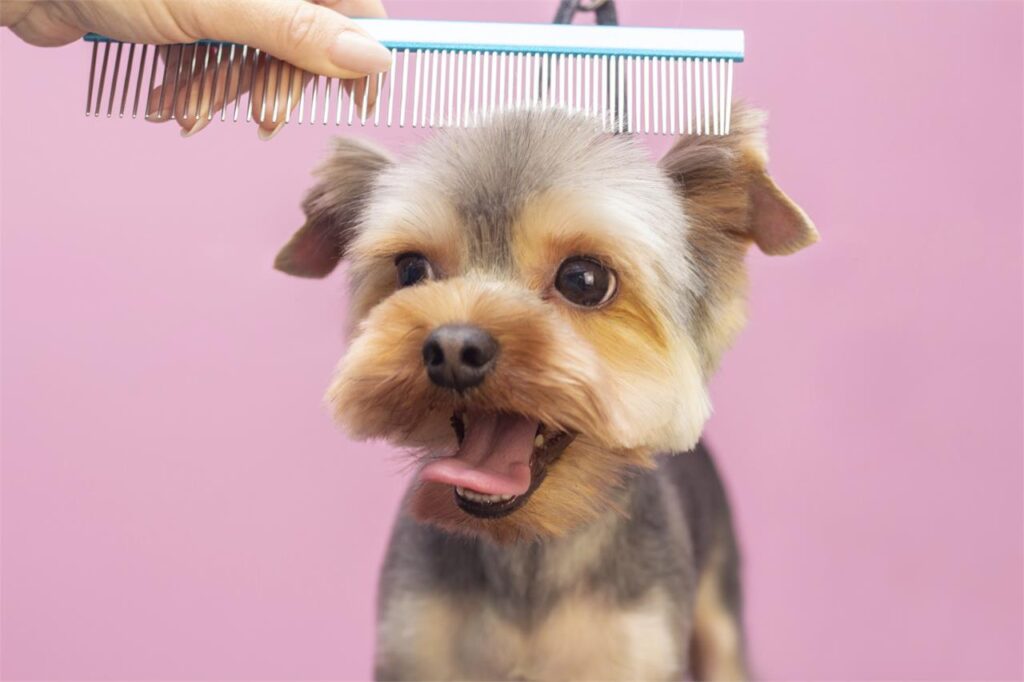 estetica canina