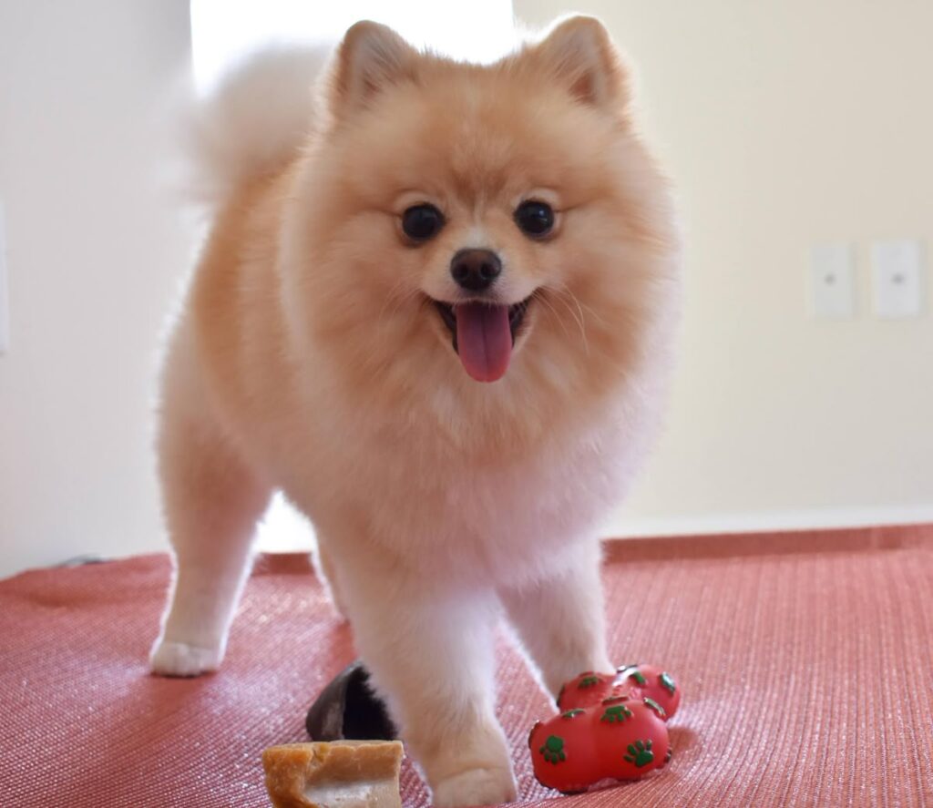 Perro pomerania pequeño 