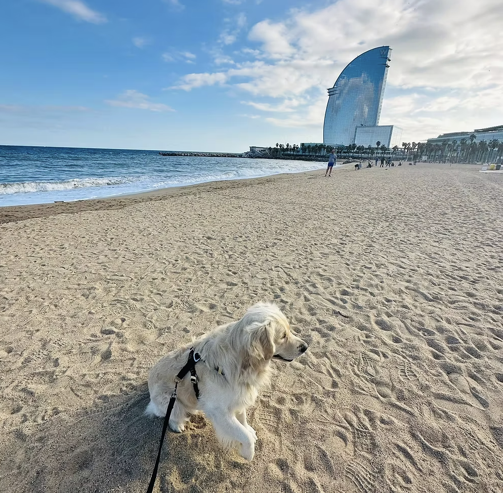 guarderia canina españa
