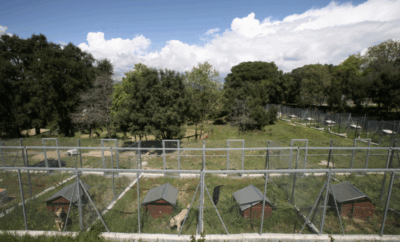 La Masía | Hotel Canino y Residencia Canina en Barcelona