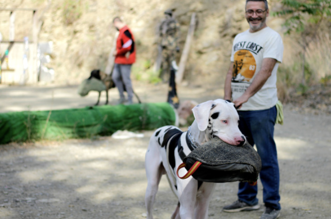 Los Guardianes | Residencia Canina y Felina en naturaleza
