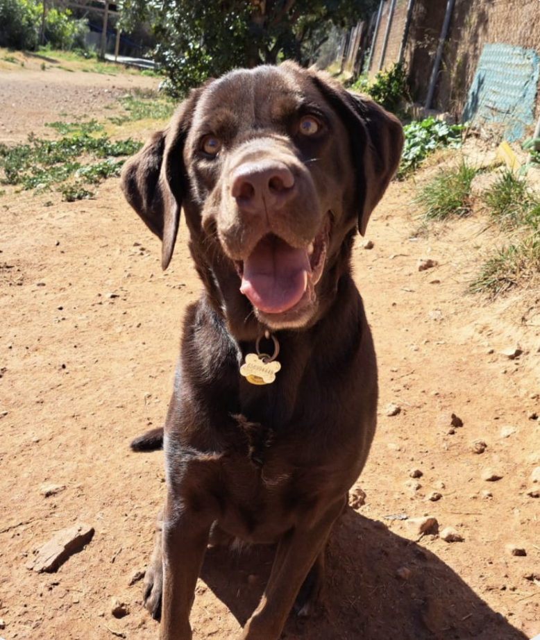 hotel para perros y gatos Barcelona