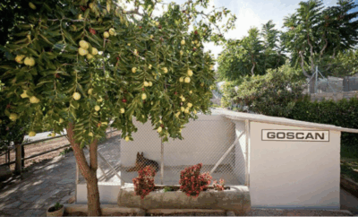 Goscan | Residencia Canina y Felina