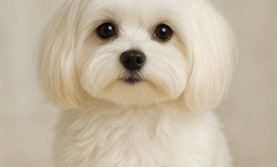 Bichón Maltés: precio, adopción y cuidados de una raza encantadora