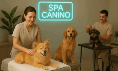 Spa para perros: todo lo que necesitas saber para consentir a tu mejor amigo
