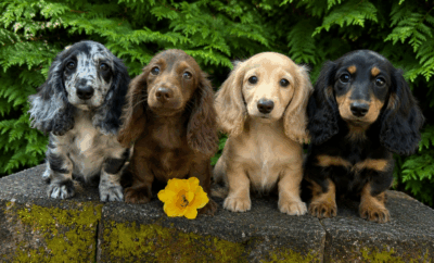 Perro Teckel: cuidados, precio y características en España