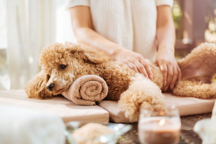 spa para perros